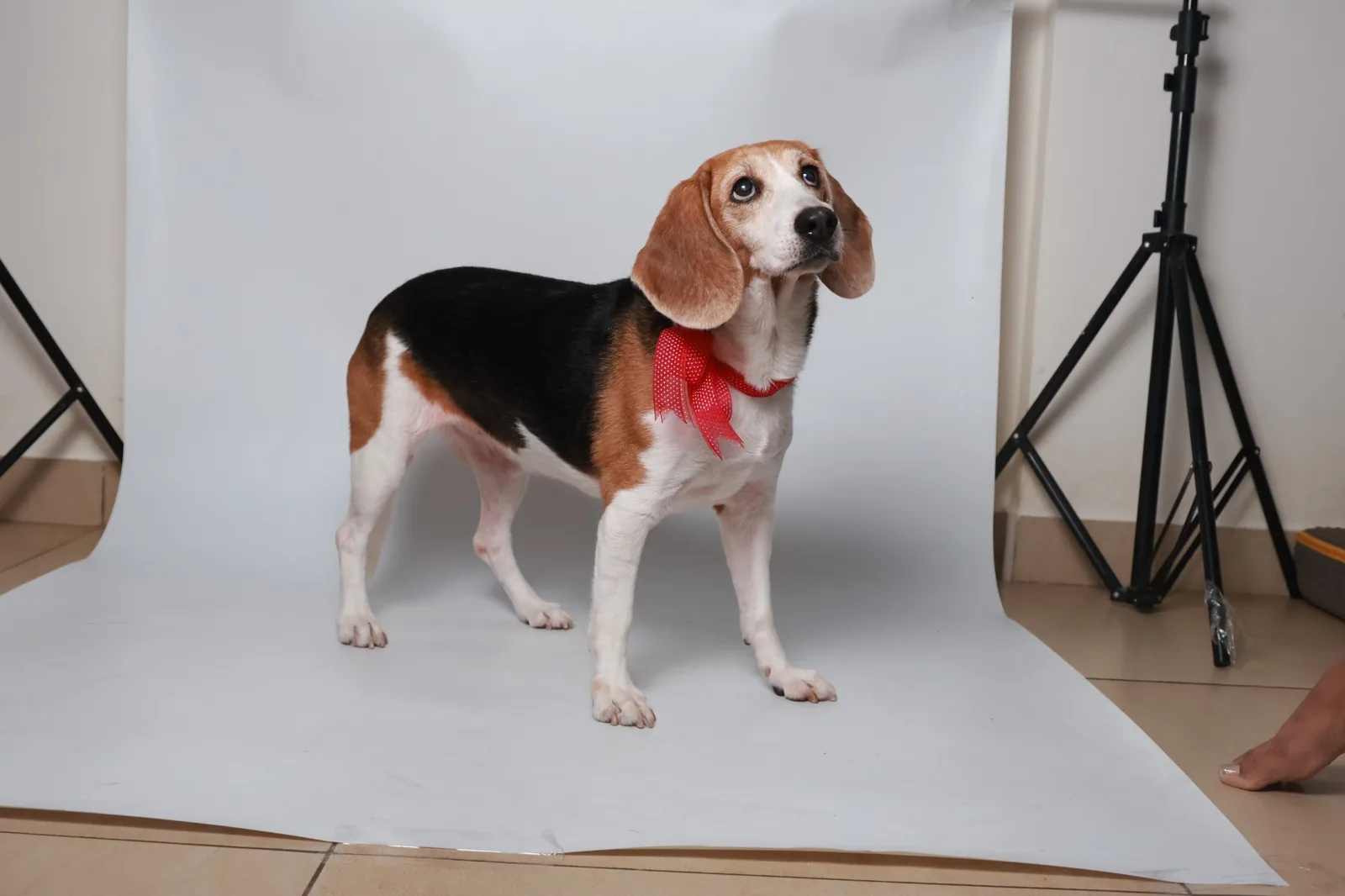 Bella, BMG furkid tester