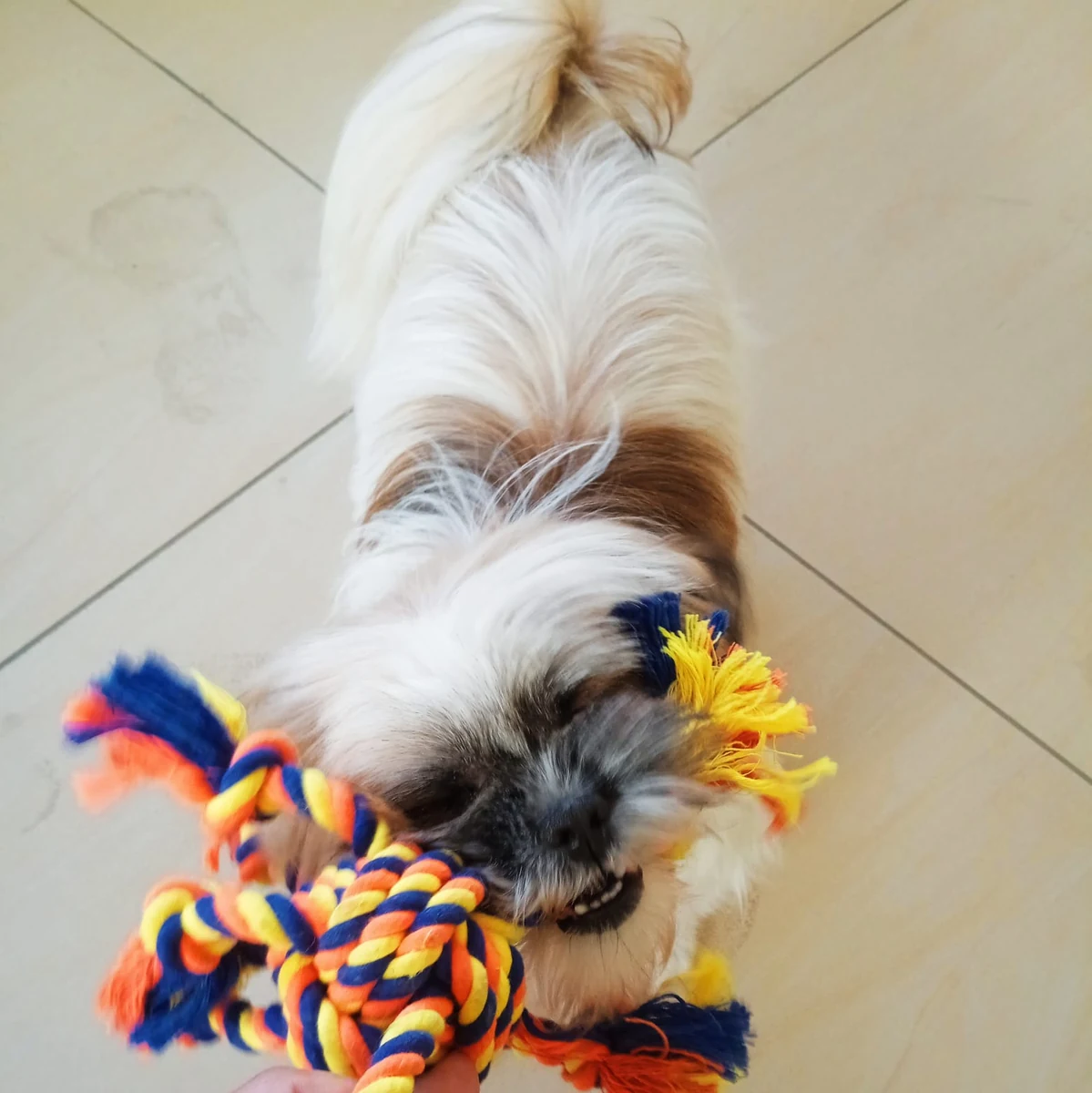 Suki, one of the BMG furkid testers